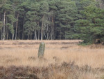 Paal op het Buurserzand   Buurse Honesch